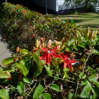 Passiflora coccinea