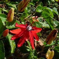 Passiflora coccinea