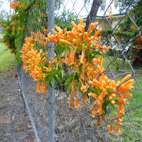 Pyrostegia ignea