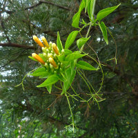 Pyrostegia ignea