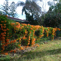 Pyrostegia ignea