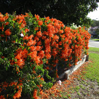 Pyrostegia ignea