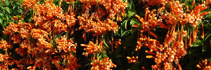 subject tag image