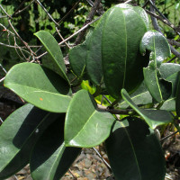 Stephanotis