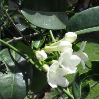 Stephanotis