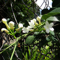 Stephanotis