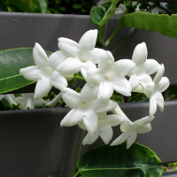 Stephanotis