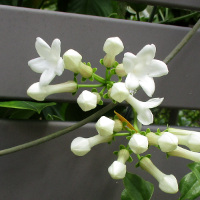 Stephanotis