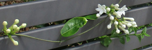 stephanotis