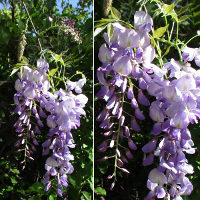 Wisteria unknown variety