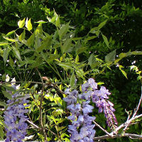Wisteria unknown variety
