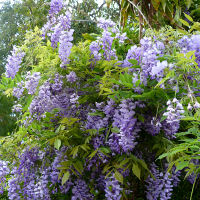 Wisteria unknown variety
