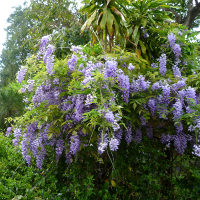 Wisteria unknown variety