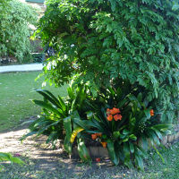 Unknown clivia cultivar