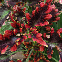 Coleus scutellarioides