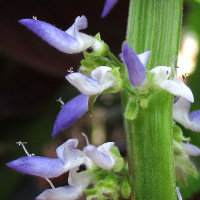 Coleus scutellarioides