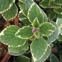 Coleus australis Blue Spires syn. Plectranthus parviflorus Blue Spires