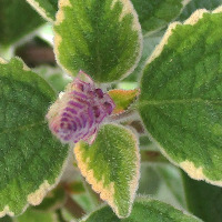 Coleus australis Blue Spires syn. Plectranthus parviflorus Blue Spires