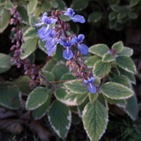 Coleus australis Blue Spires syn. Plectranthus parviflorus Blue Spires
