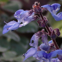 Coleus australis Blue Spires syn. Plectranthus parviflorus Blue Spires