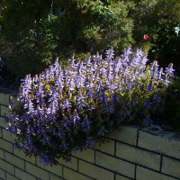 Coleus neochilus syn. Plectranthus neochilus