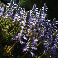 Coleus neochilus syn. Plectranthus neochilus
