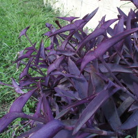 Tradescantia pallida