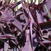 Tradescantia pallida