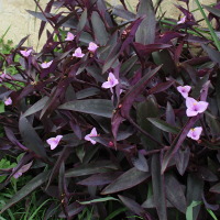 Tradescantia pallida