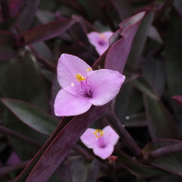 Tradescantia pallida