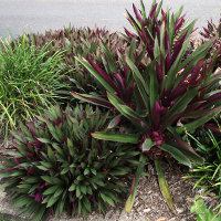 tradescantia_spathacea