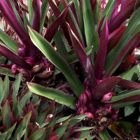 tradescantia_spathacea