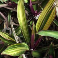 tradescantia_spathacea