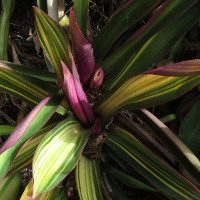 tradescantia_spathacea