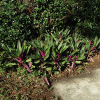 tradescantia_spathacea