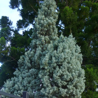 unidentified conifer