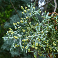 unidentified conifer