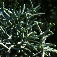 unidentified conifer