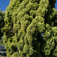 unidentified conifer