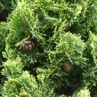 unidentified conifer