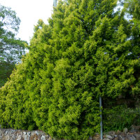 unidentified conifer