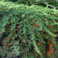 Juniperus conferta - Shore juniper