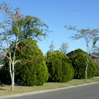 Bookleaf Pine - Platycladus orientalis