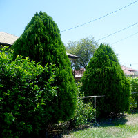 Bookleaf Pine - Platycladus orientalis