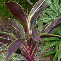 cordyline