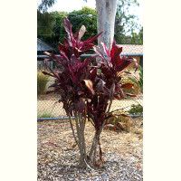 cordyline