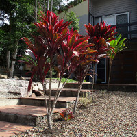 cordyline