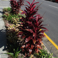 cordyline