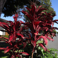 cordyline