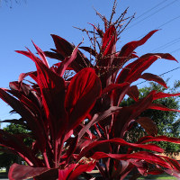 cordyline